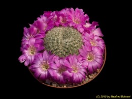Sulcorebutia albissima WK880 2096